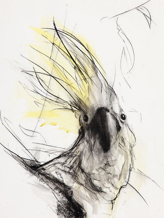 jody_graham_lookout_cockatoo_2023.jpg