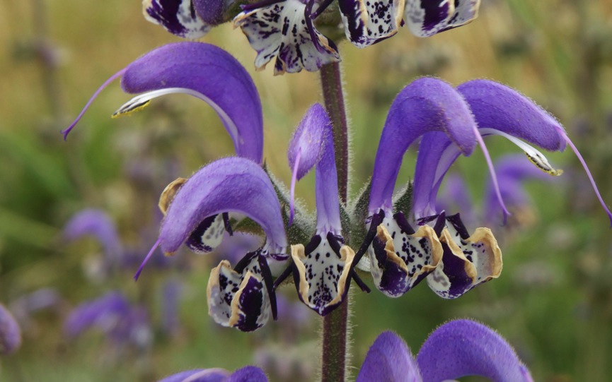 salvia indica