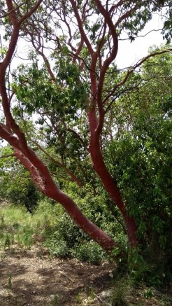 Arbutus andrachne