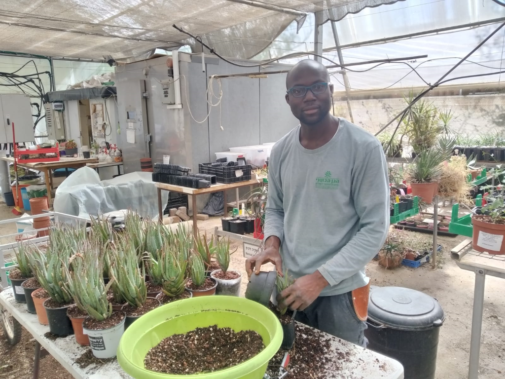 Not germination, but here is Isaac at work in the nursery transplanting aloes.