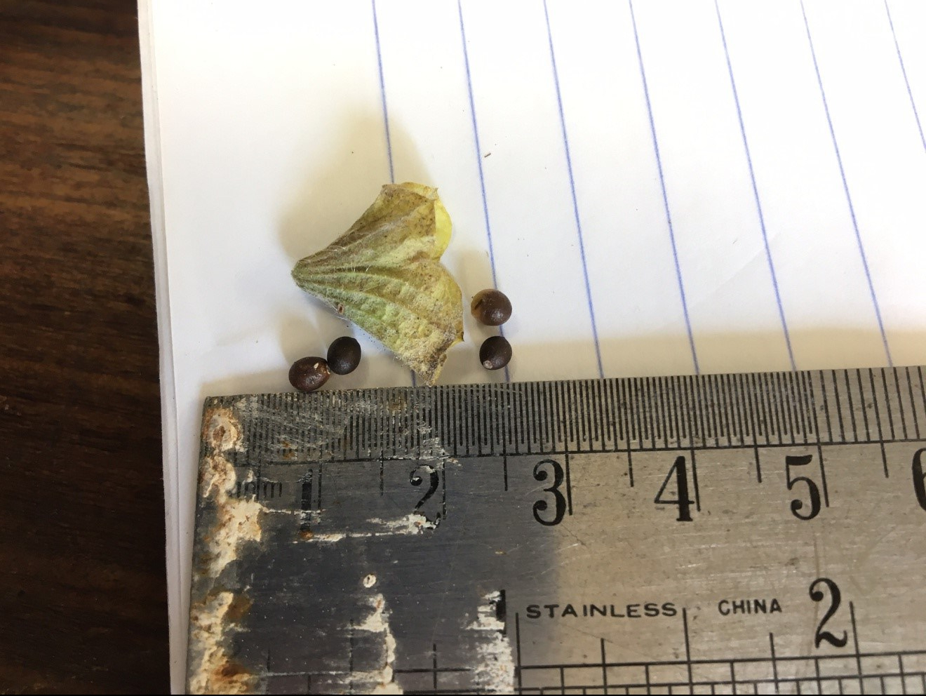 salvia multicaulis seeds