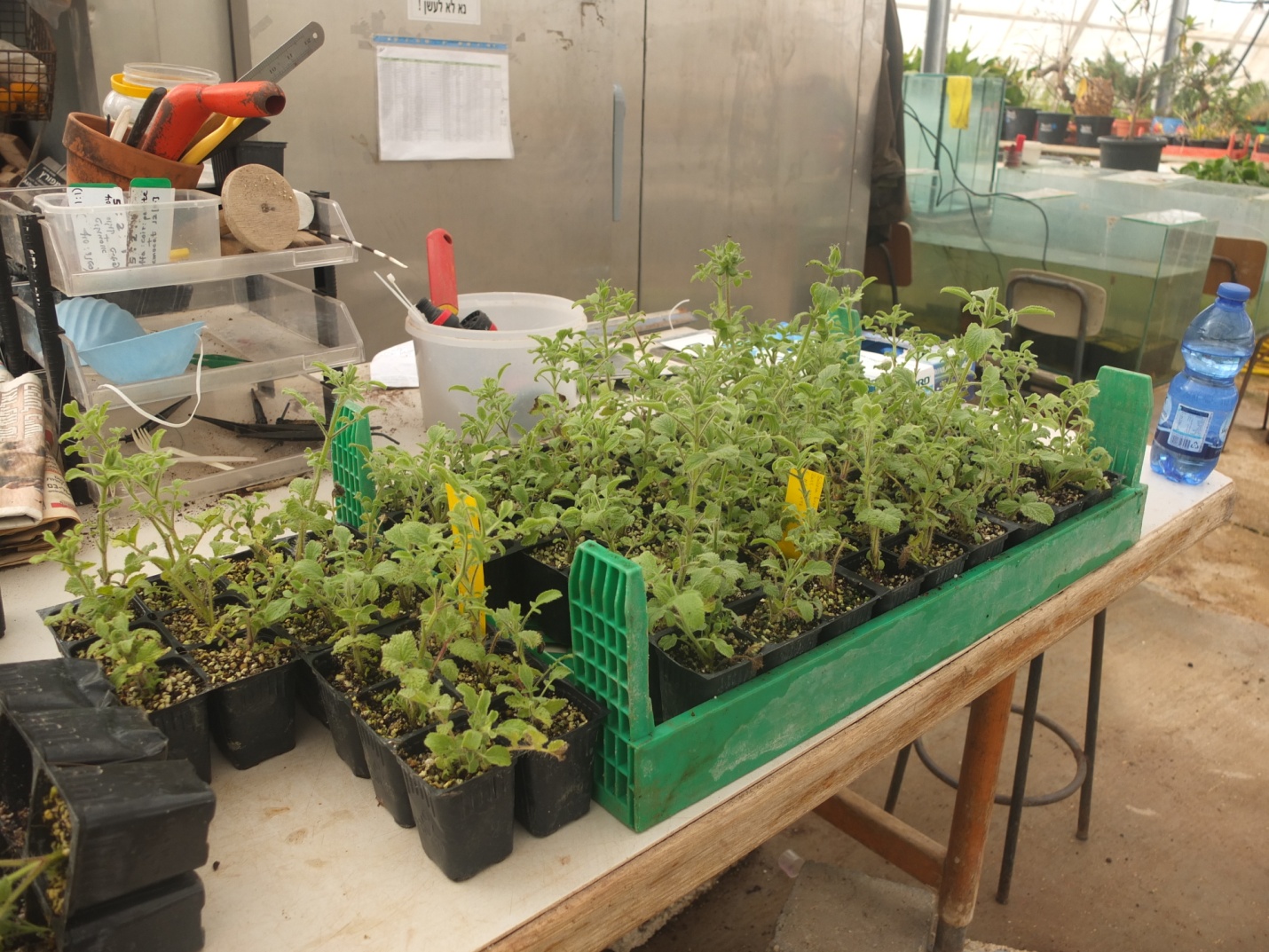 salvia bracteata after 2 months.jpg