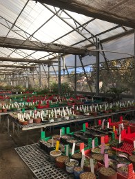 Propagation benches Jerusalem Botanical Gardens Photo: S Zelno