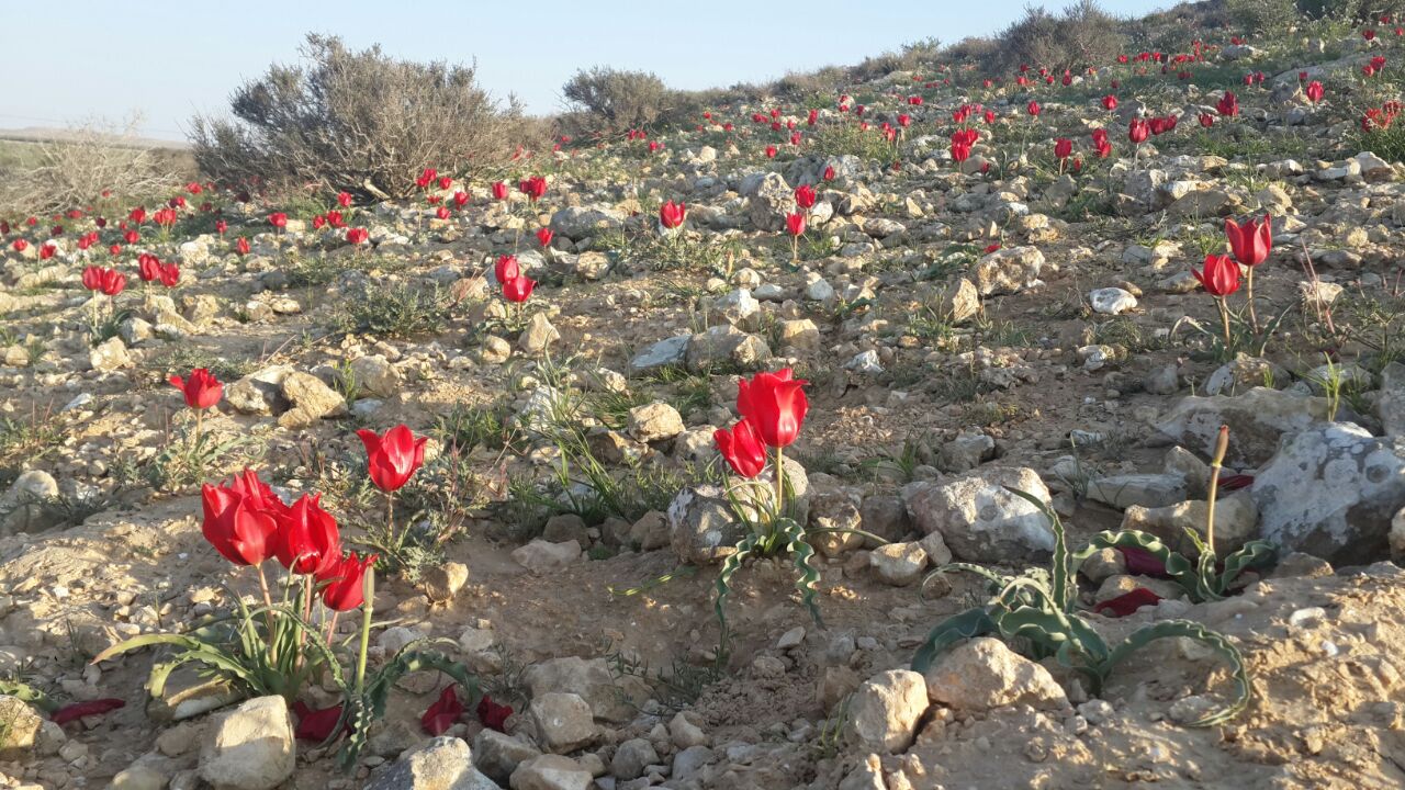 tulips on negev hillside 2016_James toole