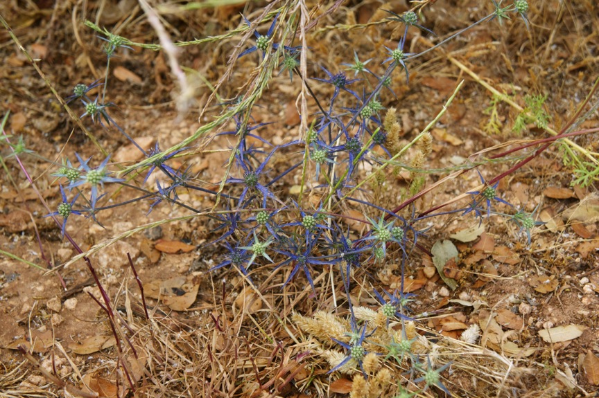 Eryngium creticum