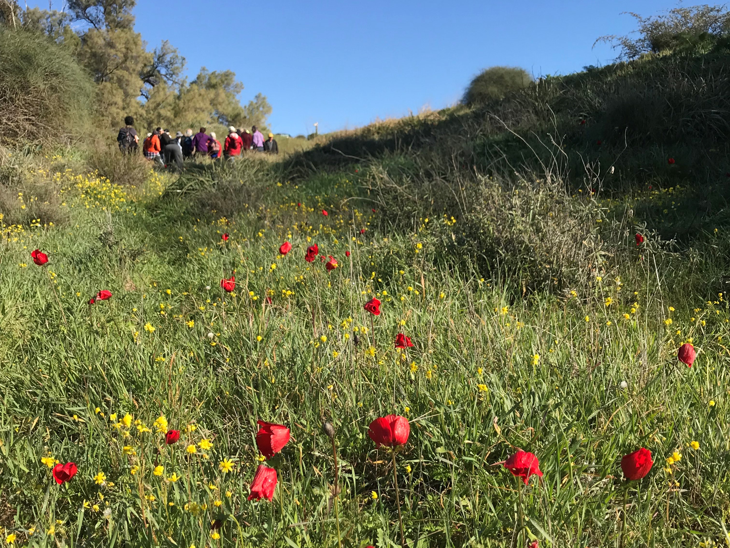 IMG_5981 anemones _sz feb19