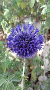 Echinops adenocaulis