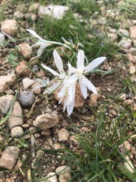 Colchicum tuviae, found on the hike. Photo: S Zelno