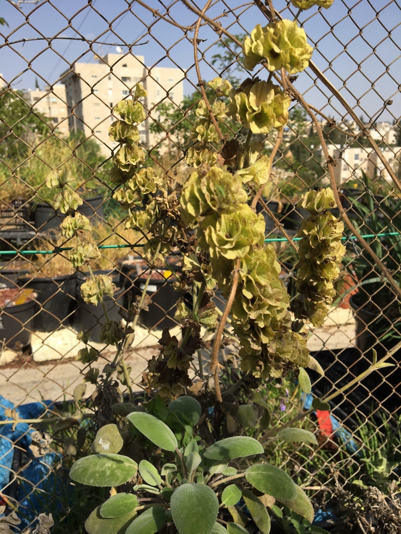 salvia multicaulis 2