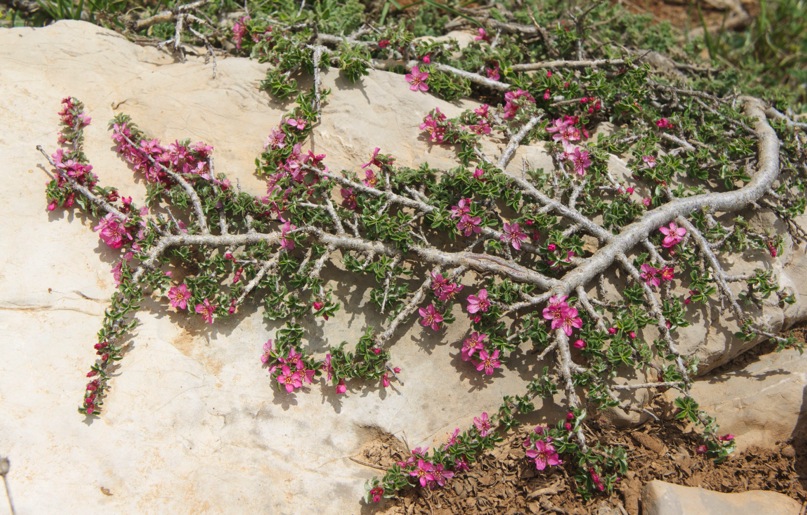 Prunus prostrata by James Clutterbuck May 2015