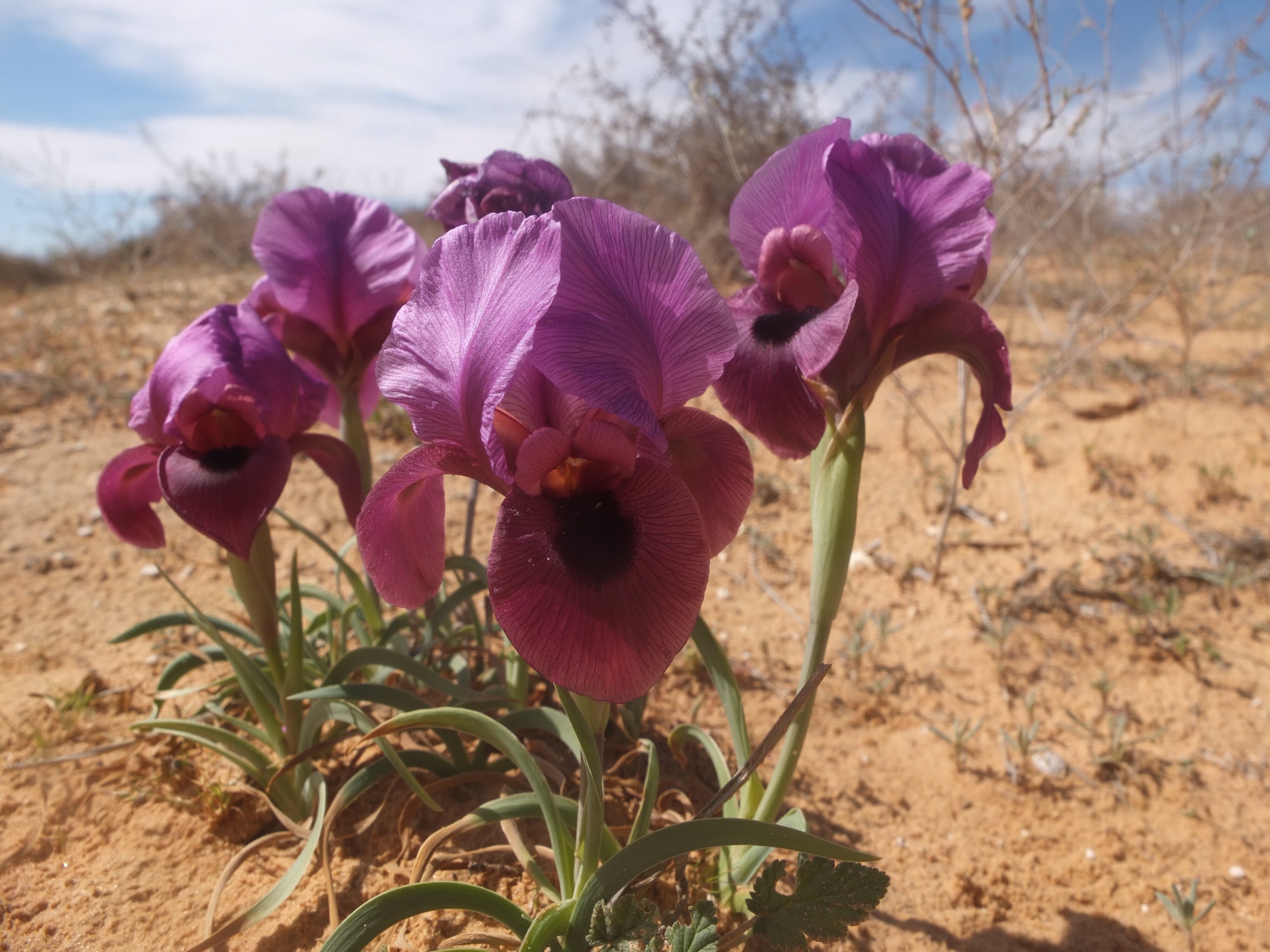 Iris mariae by james toole