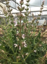 Salvia palaestina at Wisley