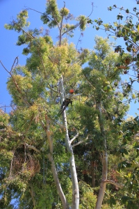 Piers arboriculture May 2014.jpg