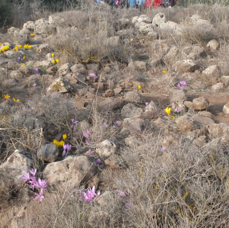 sternbergia and colchicum