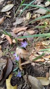 Campanula hierosolymitana