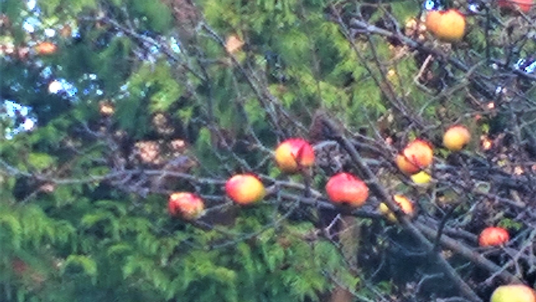 our apple tree winter