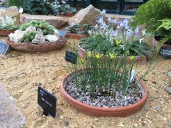 Gagia chlorantha flowering for the first time at Wisley