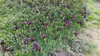 iris atropurpurea (c) B George