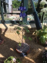 lupinus pilosus in Alpine Display, Wisley