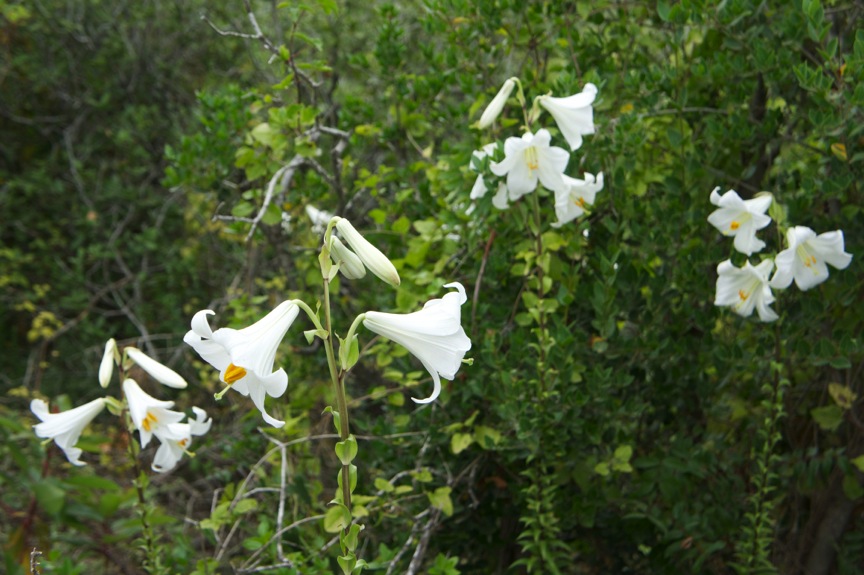 Lilium candidum