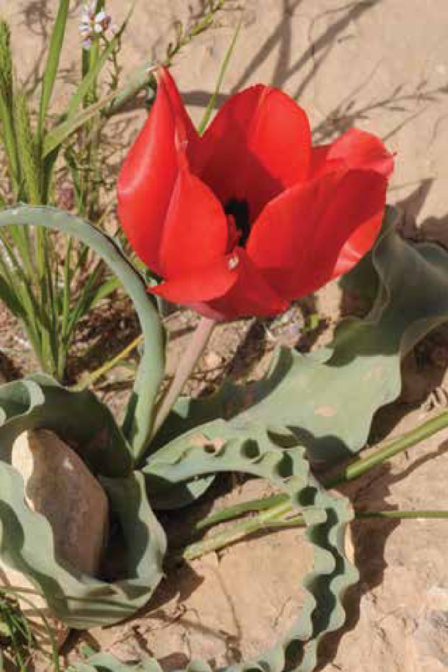 Tulipa agenensis (c) Ori Fragman Sapir