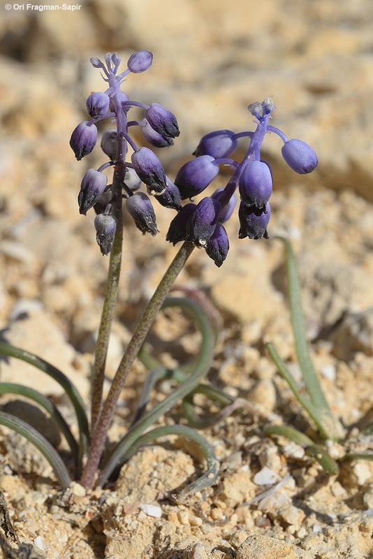 Muscarii filiforme by OFS