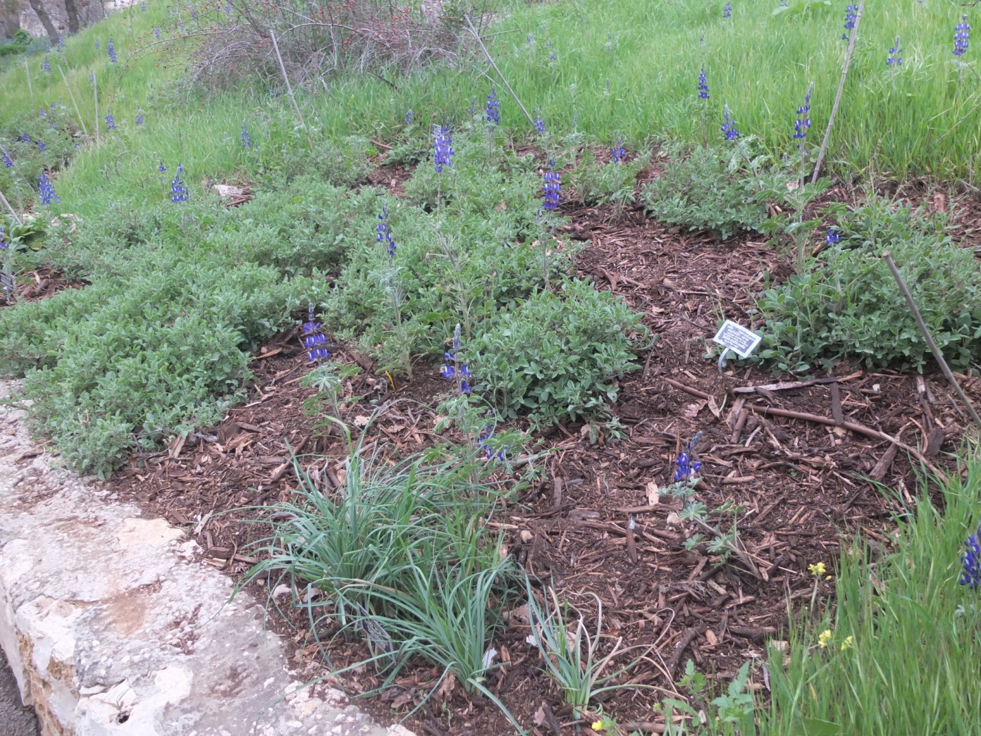 salvia beds 1