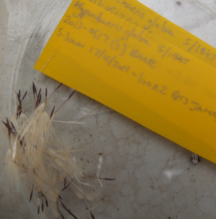 never thought Id propagate a dandelion.png