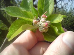 Blossoms on apple tree