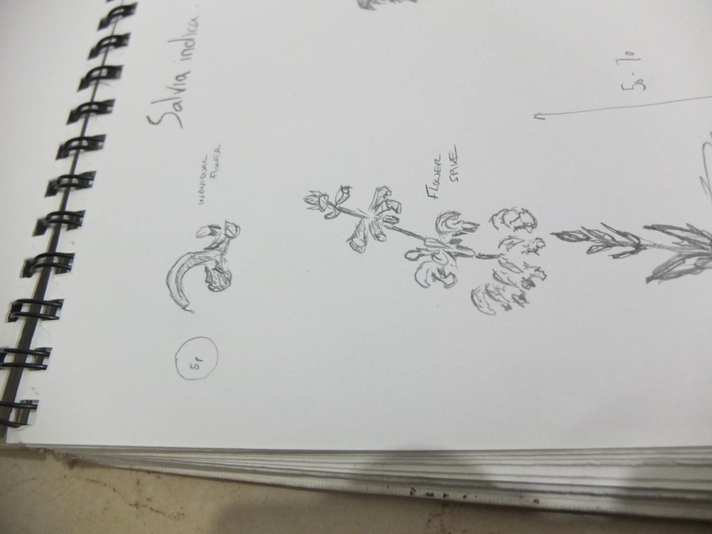 salvia indica sketch