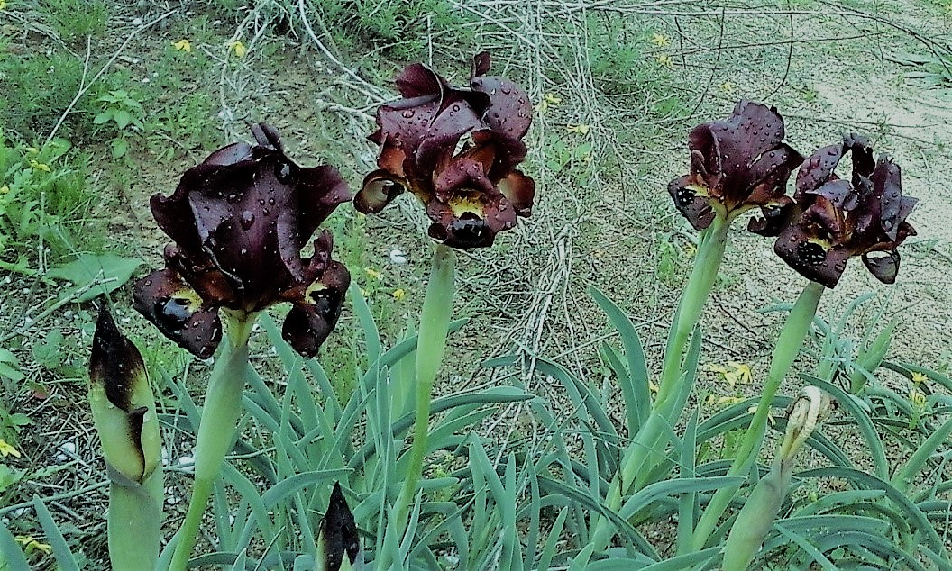 oncocyclus iris2