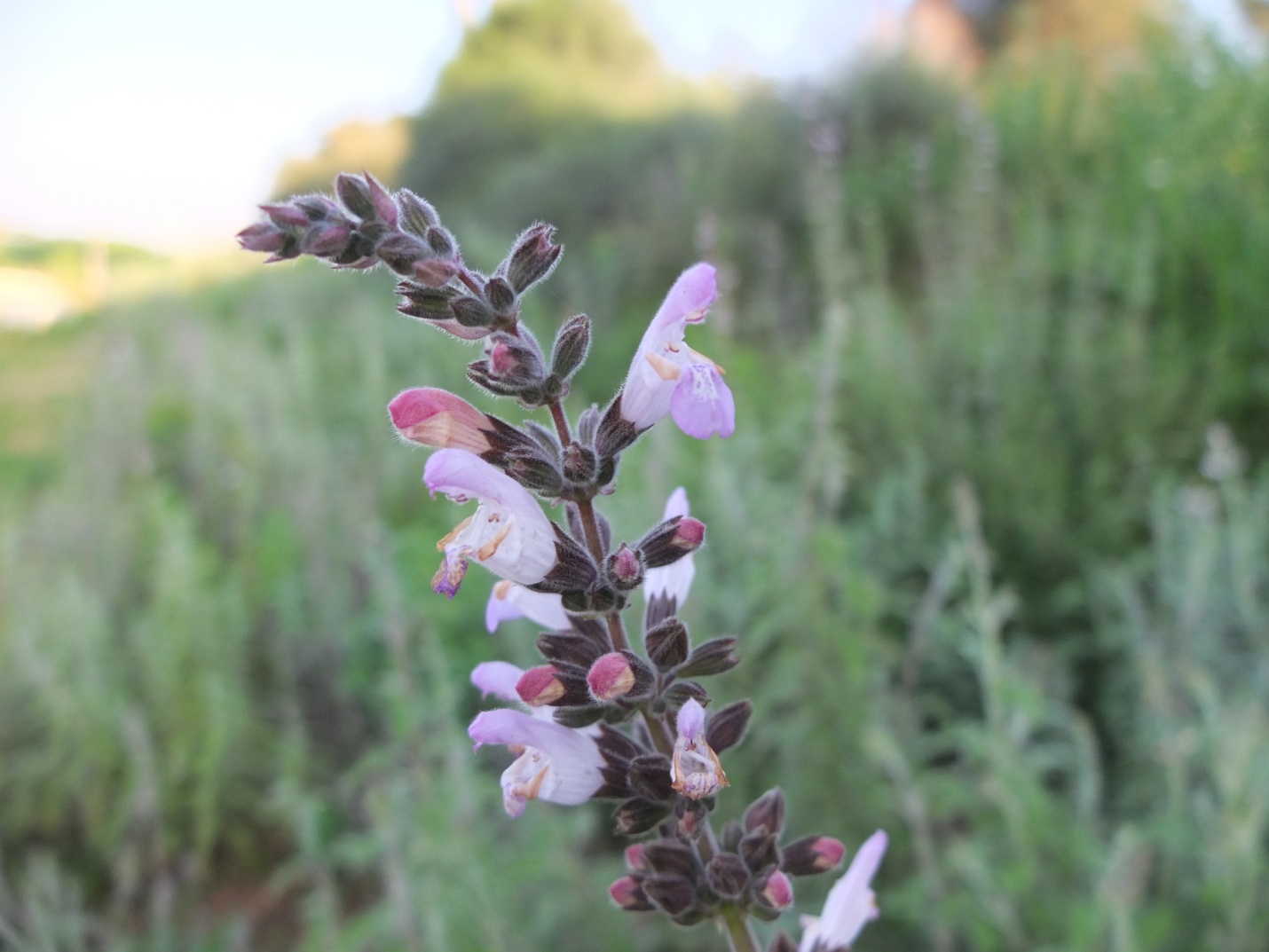 salvia fruticosa