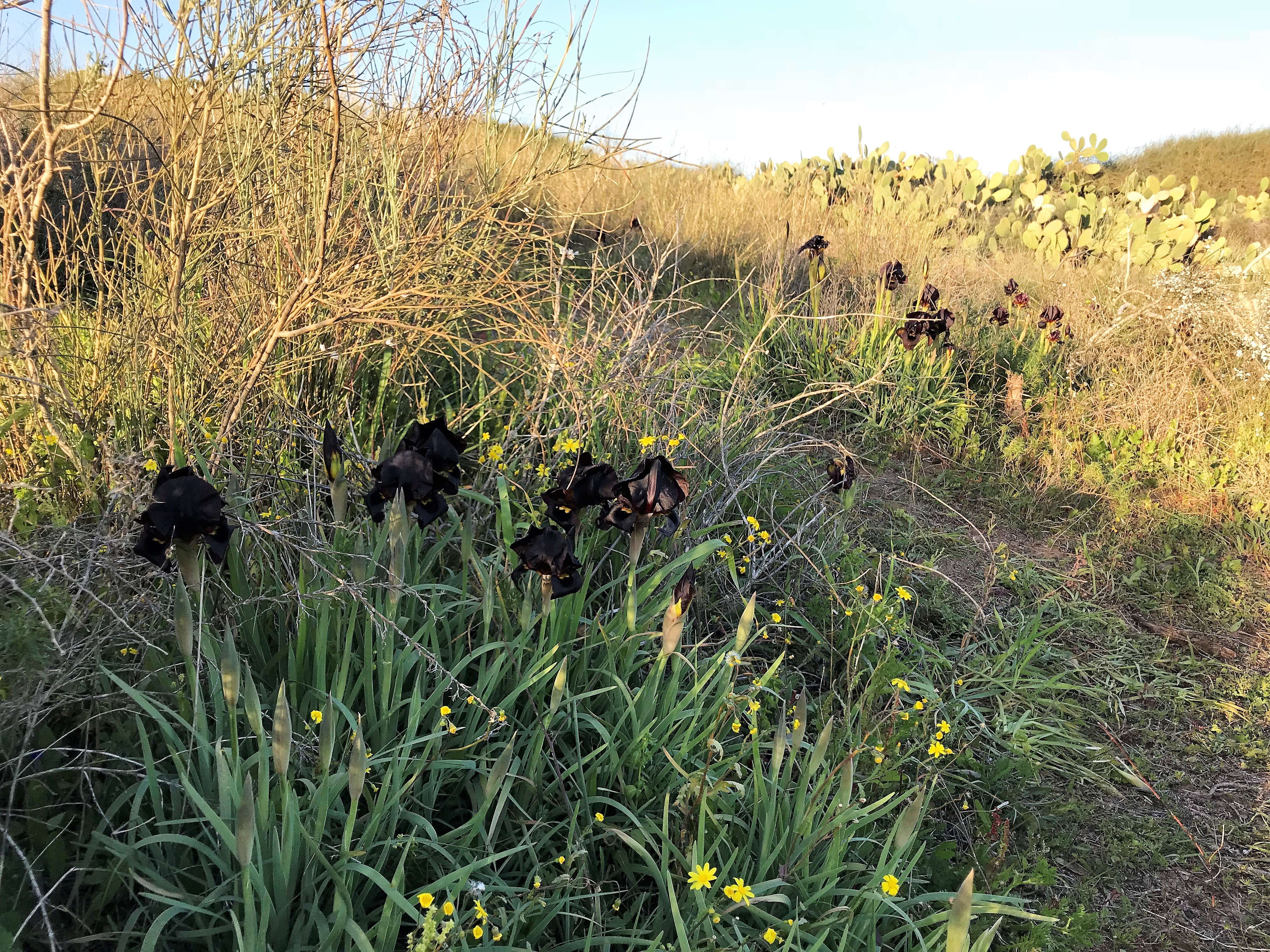 IMG_6204 iris altropurpurea _sz jan19