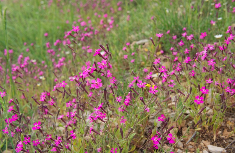 silene damascena