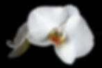 white-orchid-2021-08-26-16-16-48-utc.jpg