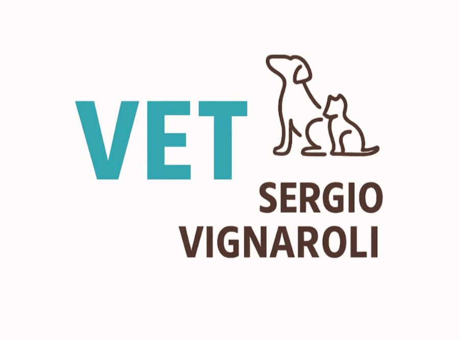 Eye-level view of a veterinarian examining a dog in a clinic