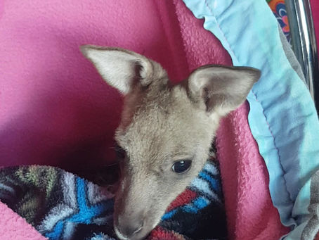Second chance for Eastern Grey Joey