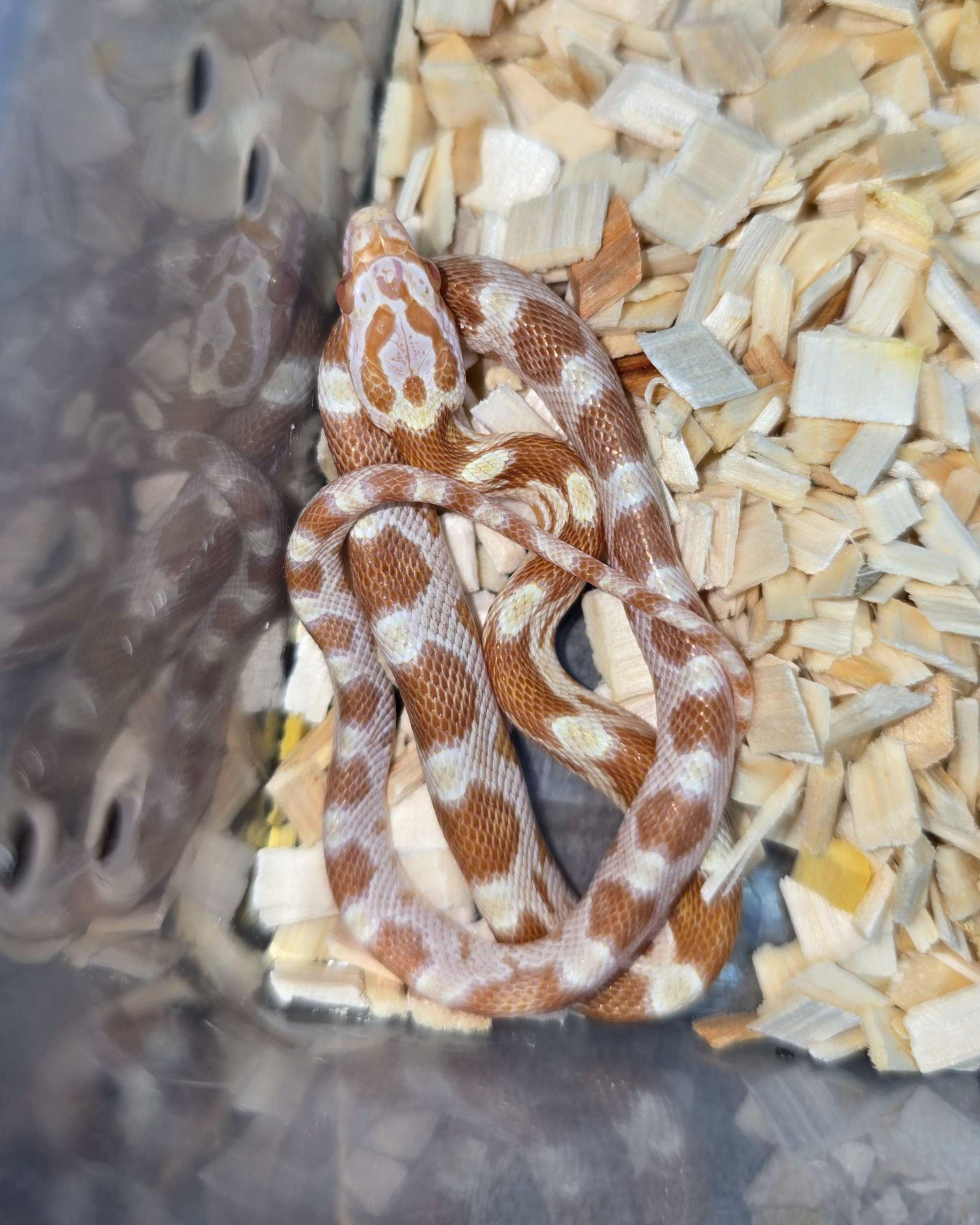 נחש כרכן תירס