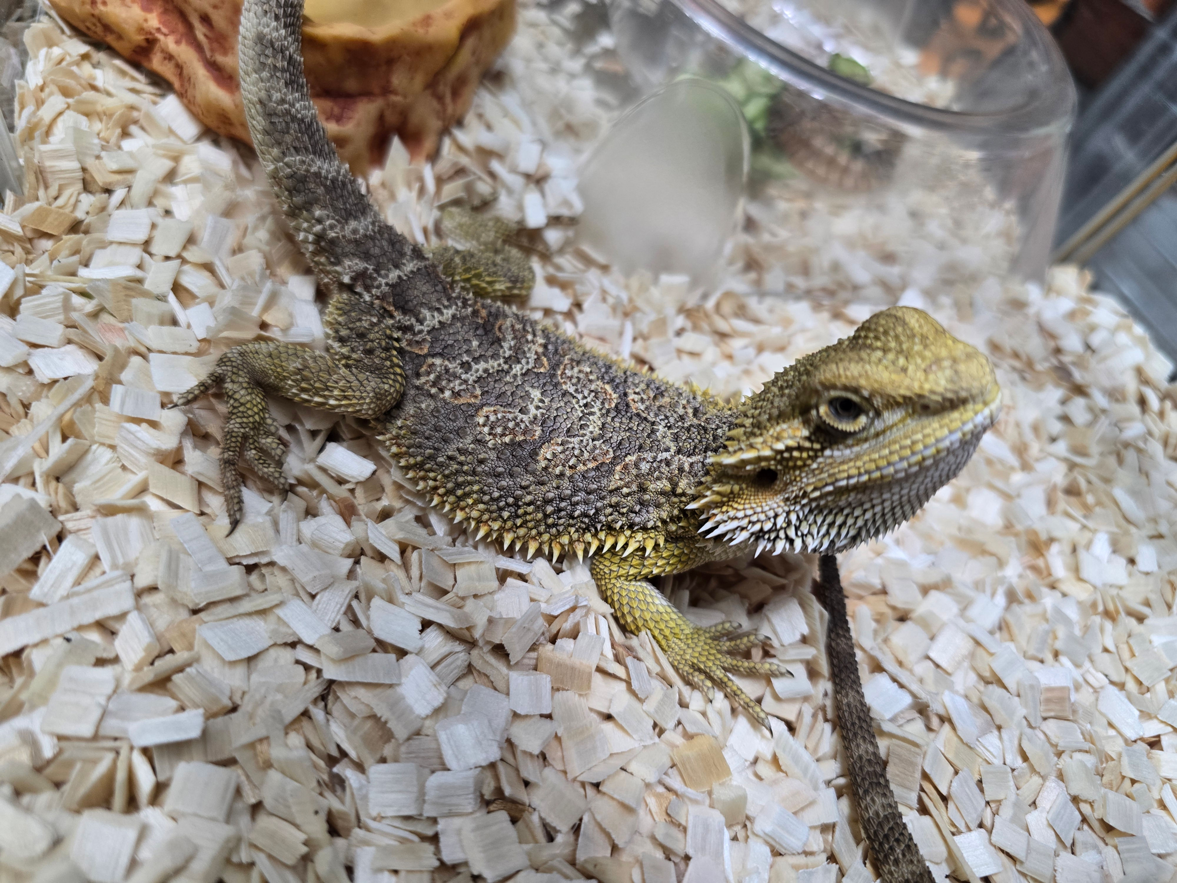 חרדון מזוקן בוגר