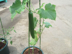 きゅうりが大きくなりました！