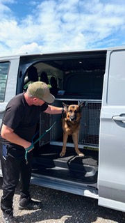 Dog_in_crates_1