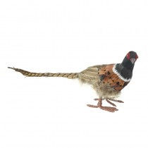 Pheasant
