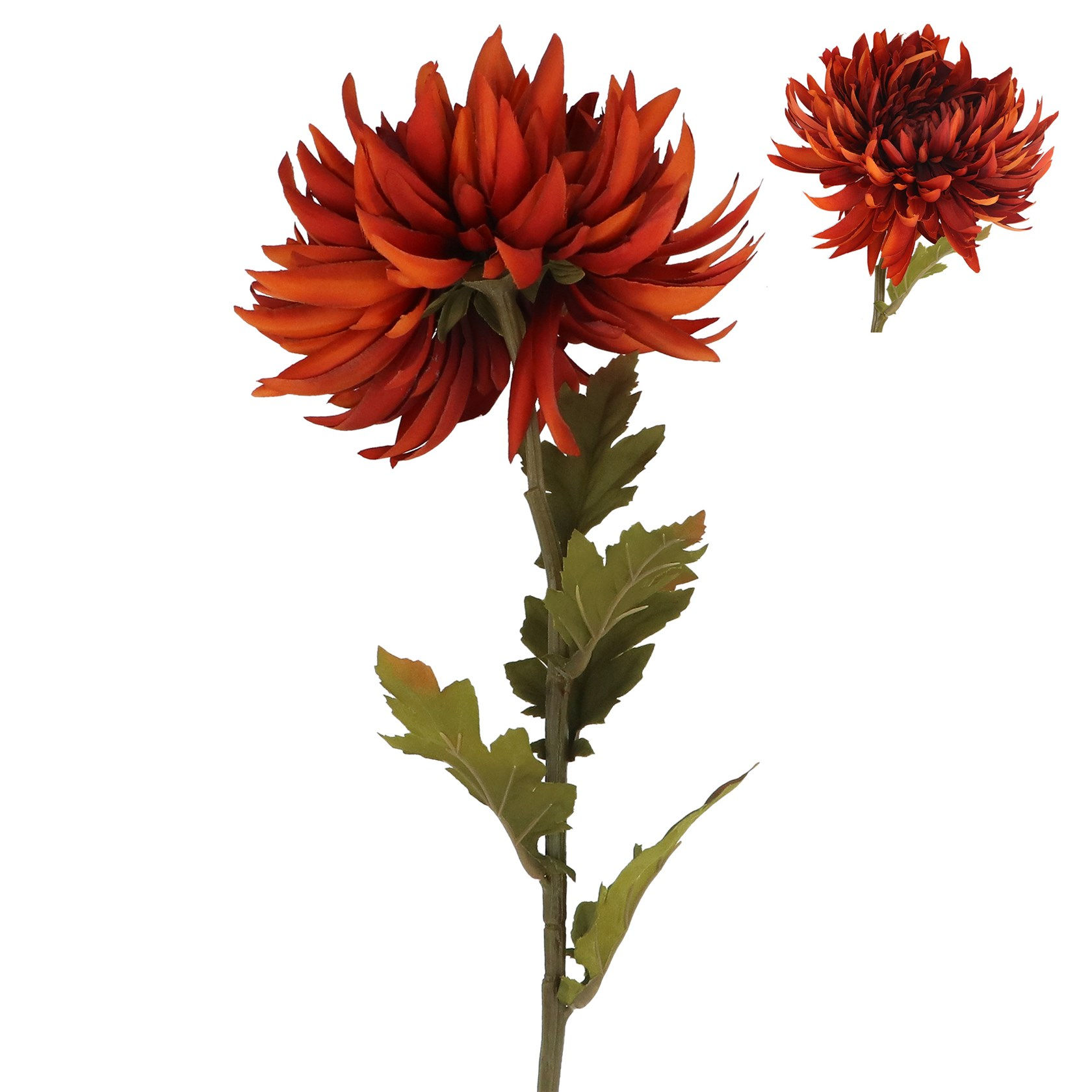Chrysanthemum Stem