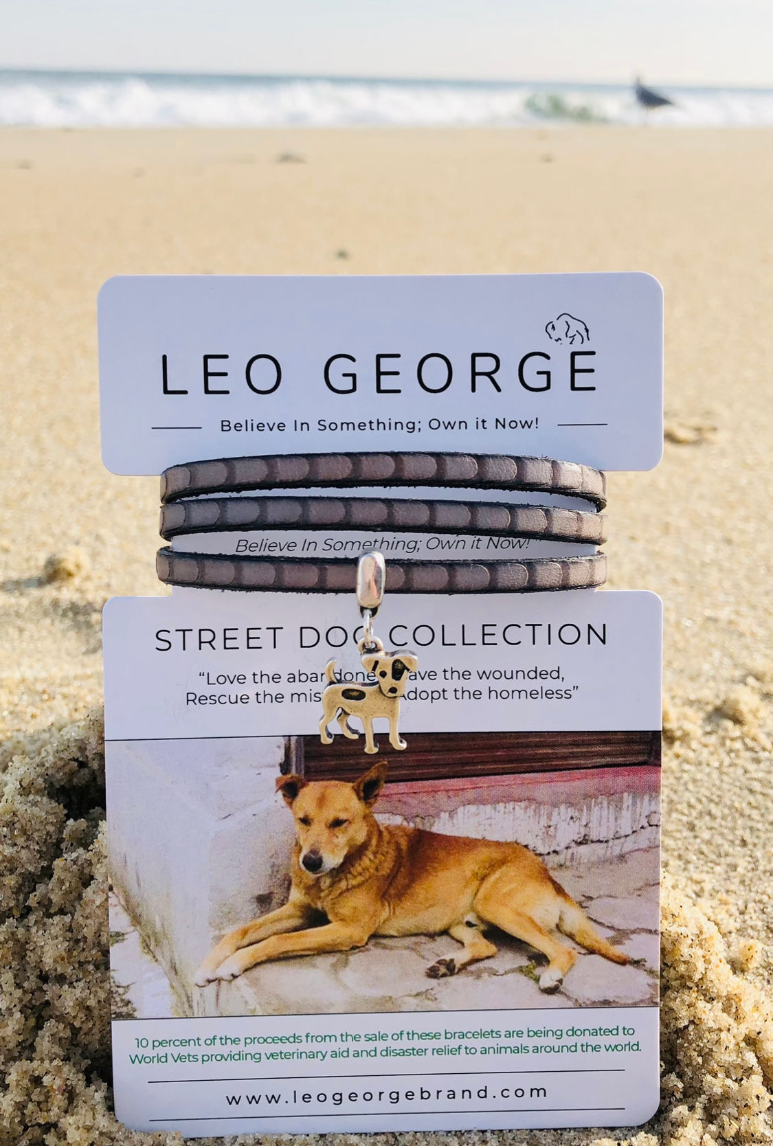 Jack Russell Terrier