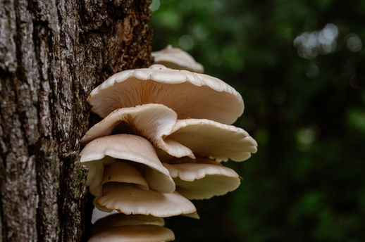 Wisconsin Elopement Photographer