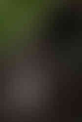 bride and groom at devils lake east bluff trail at sunset