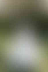 Summer Forest Wedding in Wisconsin