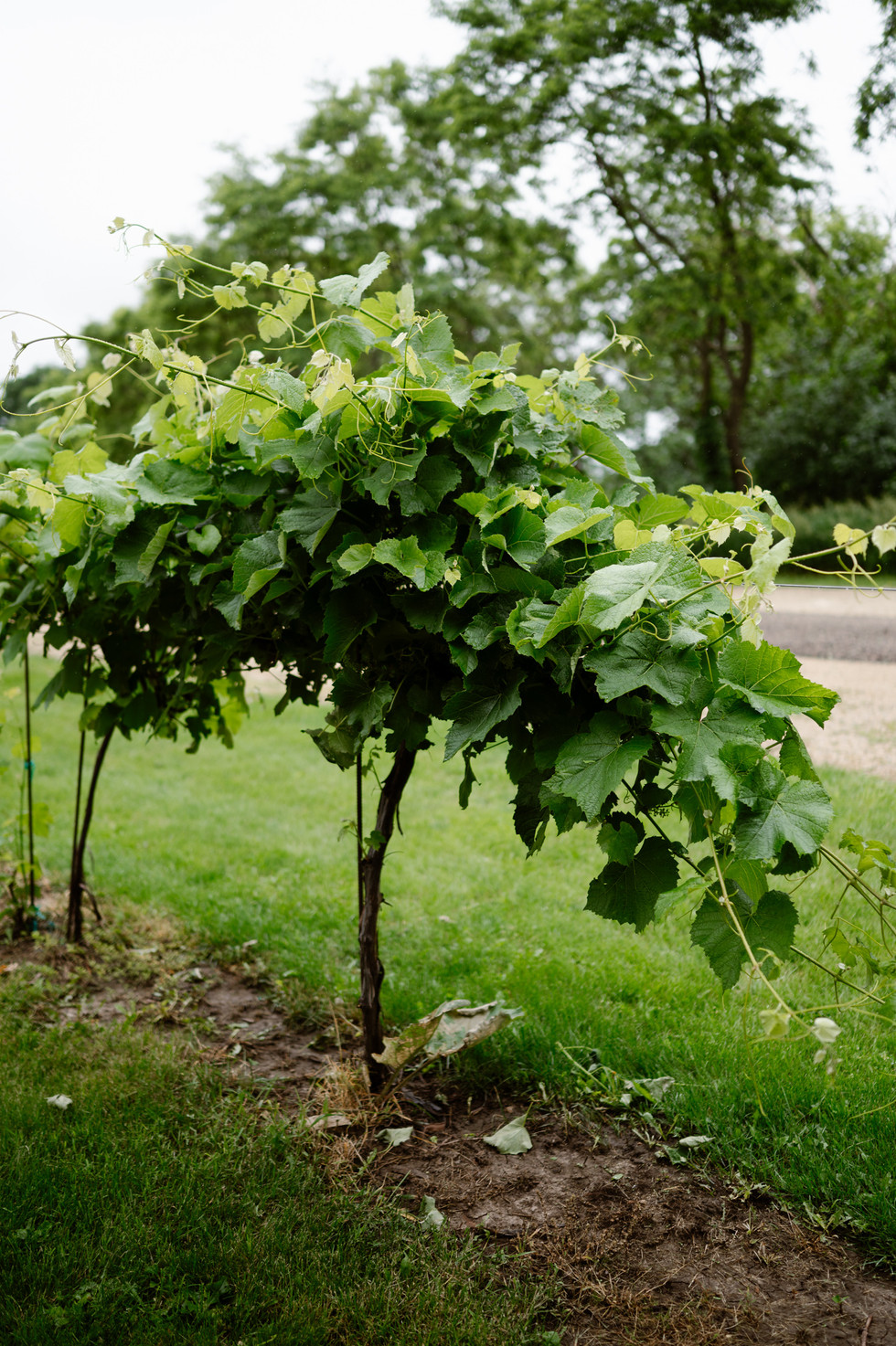 Summer Wedding at Over the Vines