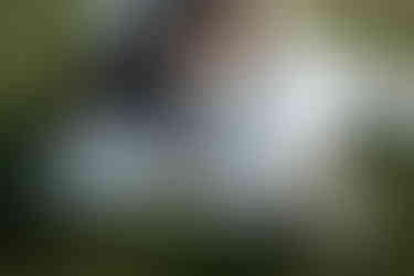 devils lake elopement picnic