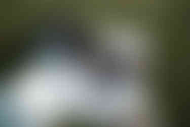 devils lake elopement picnic